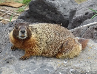 marmotonlevee