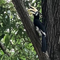 piedhornbill