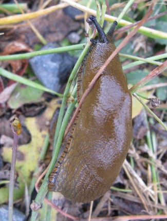 slug