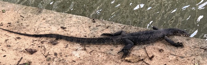 watermonitor