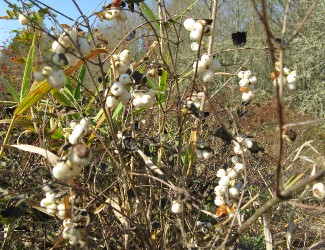 snowberryplant