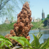 sumacbushonVictoriaIslandinOttawaRiver