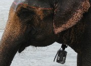 Elephantwatercamera